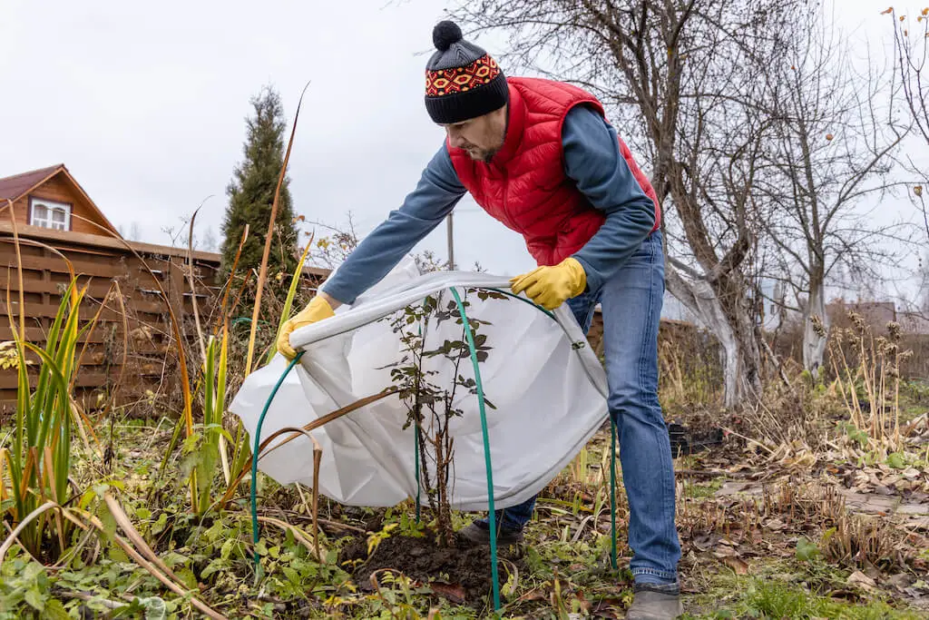 A person is engaging in winter lawn care by covering a garden plant with protective material to shield it from the cold.