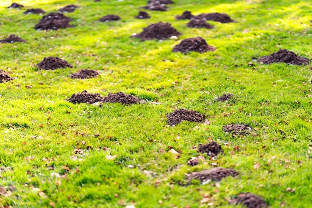 A lawn scattered with numerous molehills, indicating the need for grub control near me to maintain a healthy, pest-free garden.