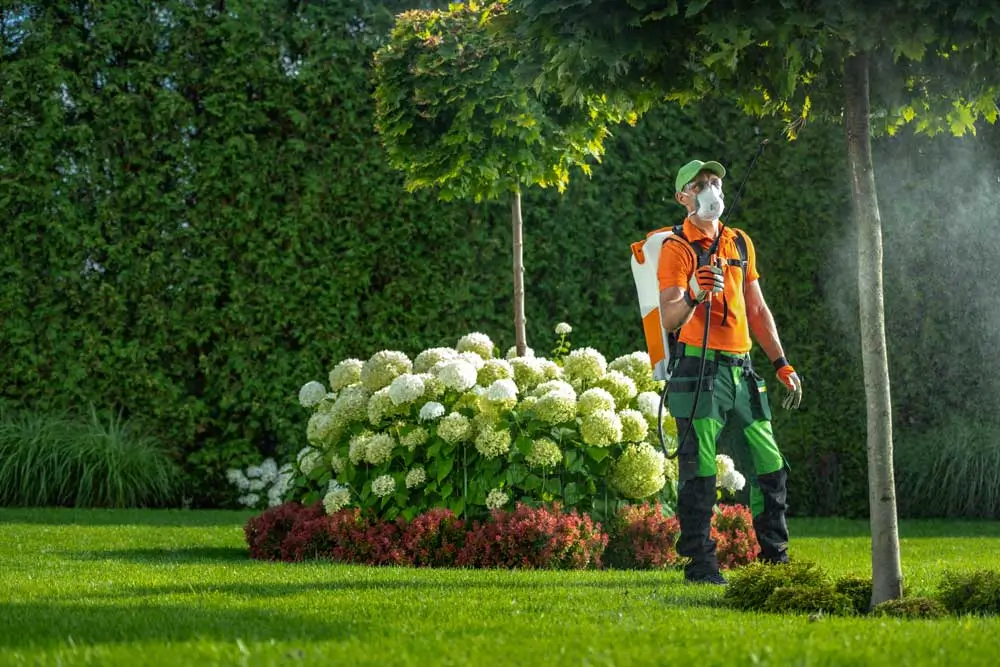 Person wearing safety gear and a face mask uses a backpack sprayer to apply weed control solution around neatly trimmed grass and blooming hydrangeas, targeting common weeds in Virginia to maintain a pristine yard.