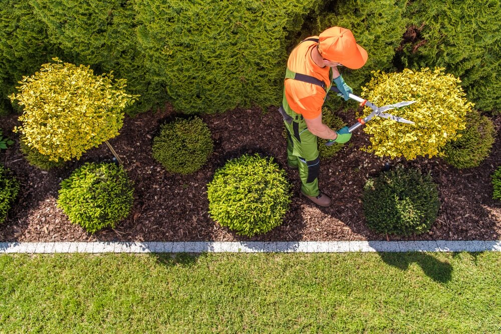 A professional gardener in orange and green uniform trimming a round shrub with large shears, showcasing what lawn care services do, including precise shrub maintenance and garden upkeep. The gardener is standing on mulch near well-manicured plants, illustrating the detailed attention to landscaping provided by lawn care services.
