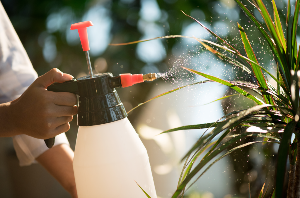 Person using a handheld sprayer to apply liquid herbicide, a common method used by lawn care companies to kill weeds and manage plant health.