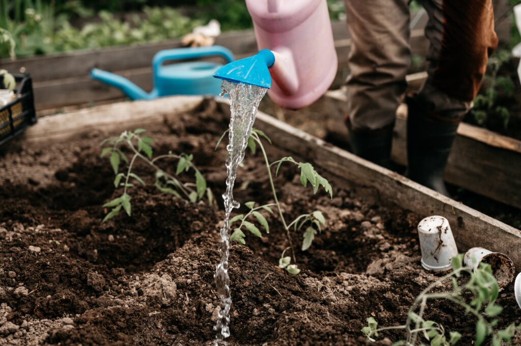 A person waters young plants in a garden bed, illustrating full-service garden care.