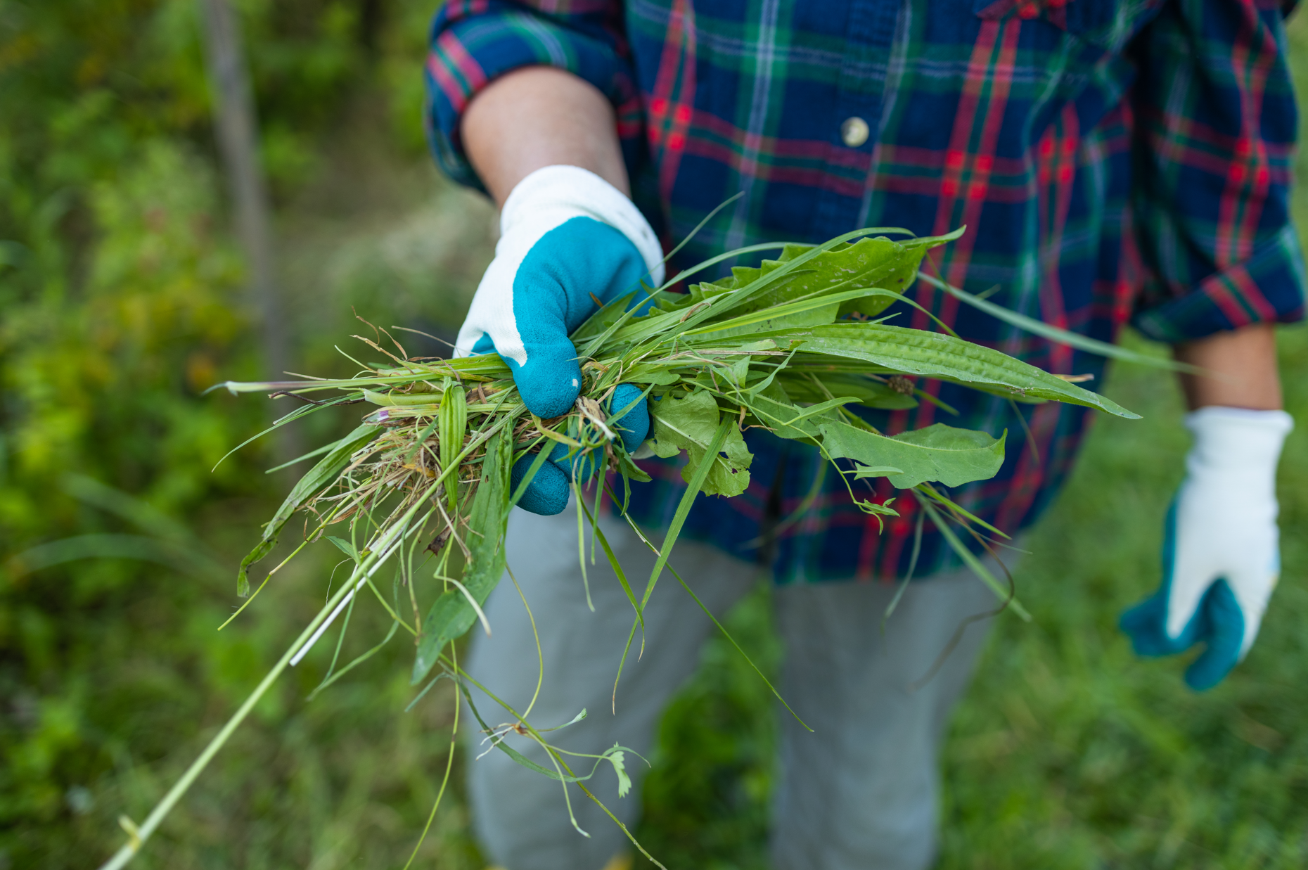 Person wearing gloves pulling weeds from a lawn, demonstrating manual weed removal for lawn care.