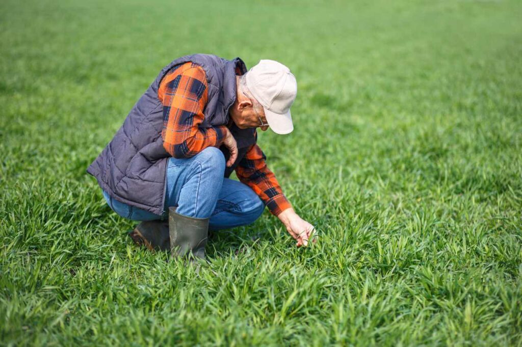 Senior man crouching down to examine the grass, illustrating the importance of assessing lawn conditions. Knowing when to start lawn care, especially in different climates, helps ensure a robust and well-maintained lawn.