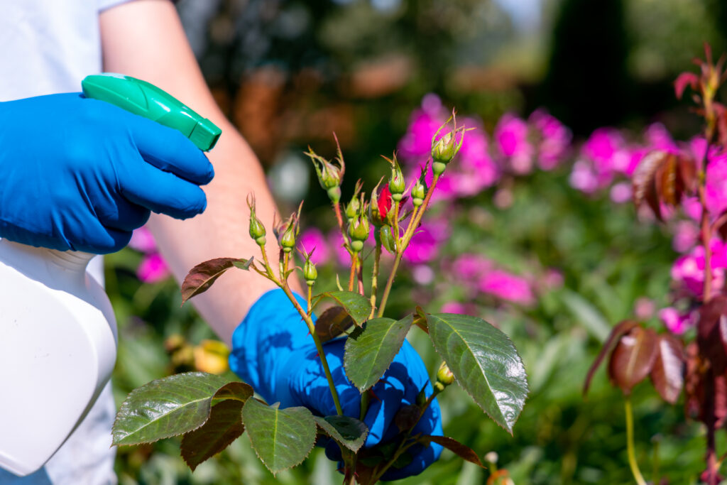 A person wearing gloves sprays a plant, demonstrating comprehensive lawn care services