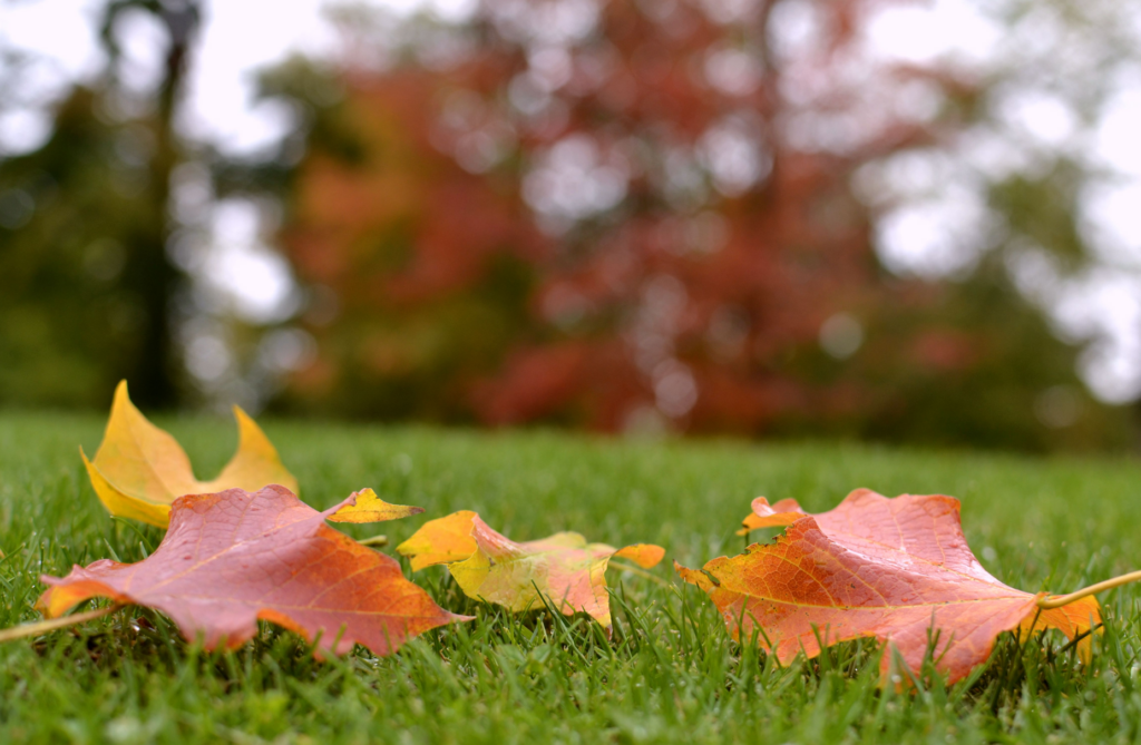 Close-up of autumn leaves on a green lawn, showing how to care for your lawn year round.