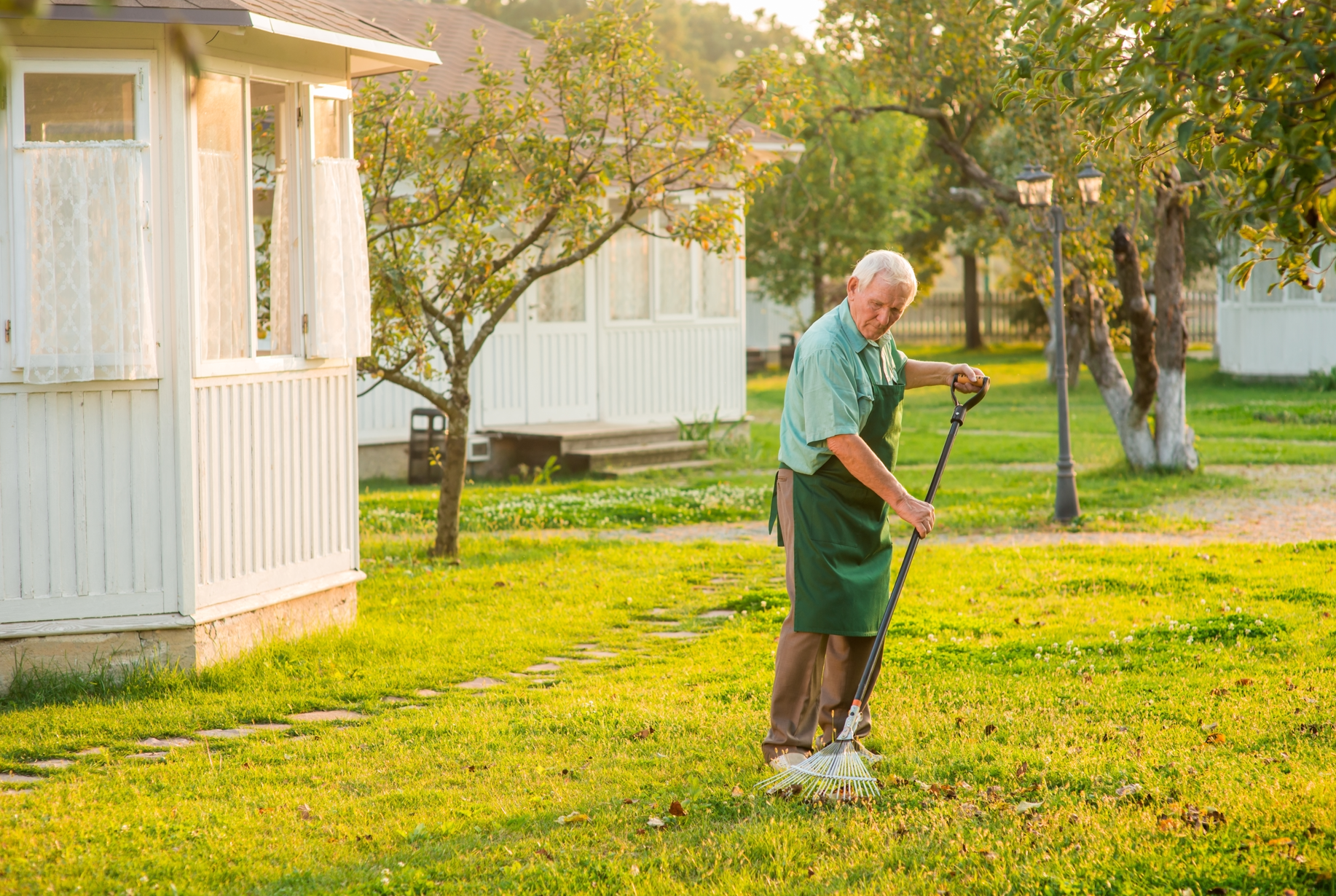 An elderly man in a green apron rakes leaves on a well-maintained lawn near a white house, illustrating how to care for your lawn year-round.