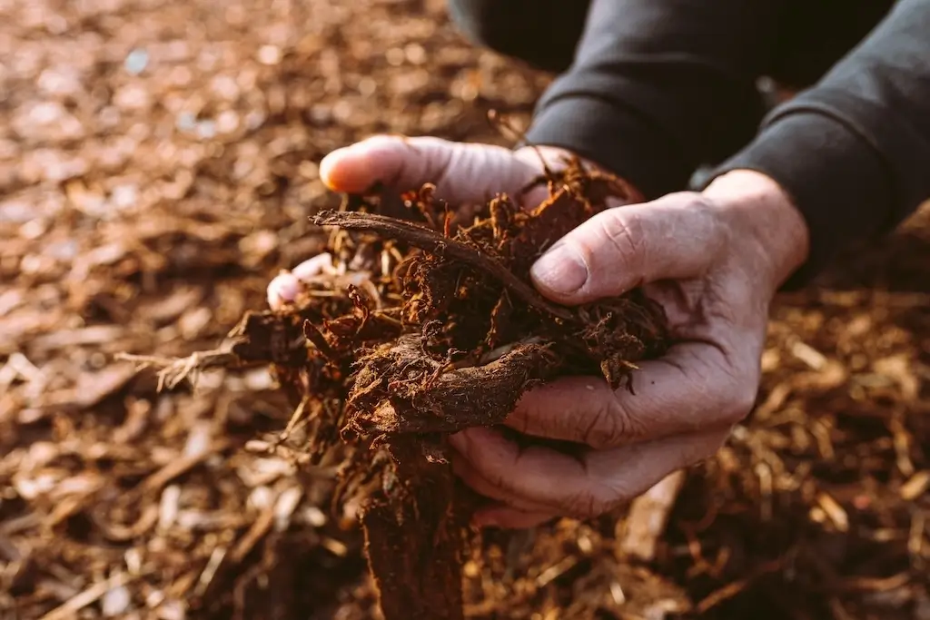 Hands holding mulch in a garden, showing the use of mulch to protect soil during colder months as a key aspect of how to take care of your lawn in the winter.