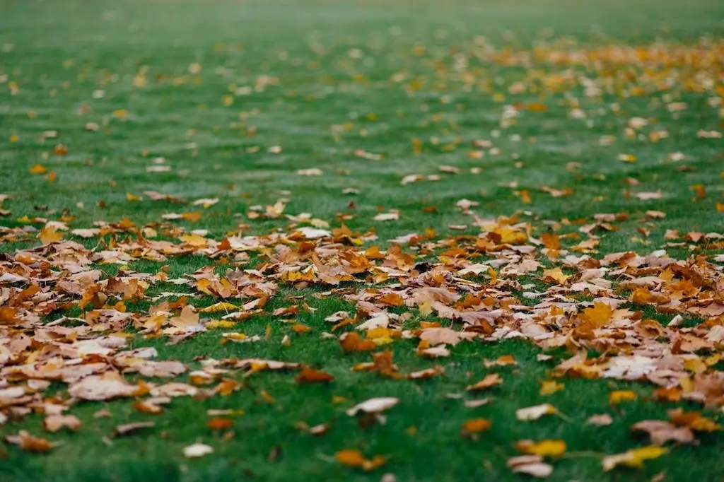 Yellow autumn leaves scattered across a green lawn. This illustrates how to care for lawn in fall by raking and clearing fallen leaves to prevent damage to the grass underneath.