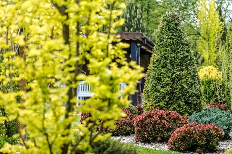 A beautifully landscaped garden featuring vibrant yellow foliage, sculpted evergreen trees, and neatly trimmed shrubs, all showcasing the results of professional lawn care services that enhance curb appeal and outdoor beauty.