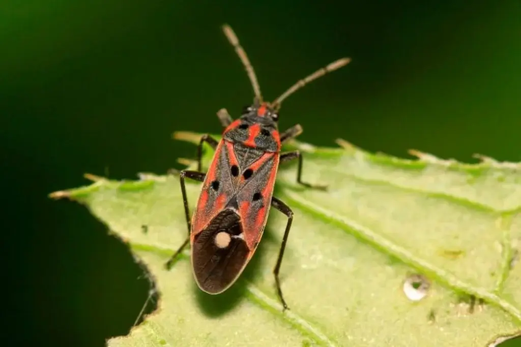 Close-up of a chinch bug on a leaf, common lawn pests that can damage plants and grass.