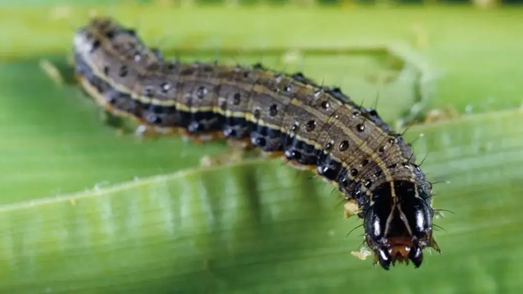 Fall armyworm caterpillar on a leaf, common lawn pests known for its aggressive feeding on grass and crops.