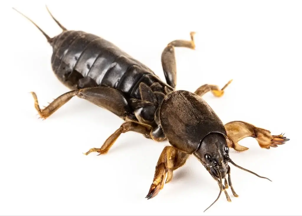 Mole cricket on a white background, common lawn pests that tunnels through soil and damages grass roots.