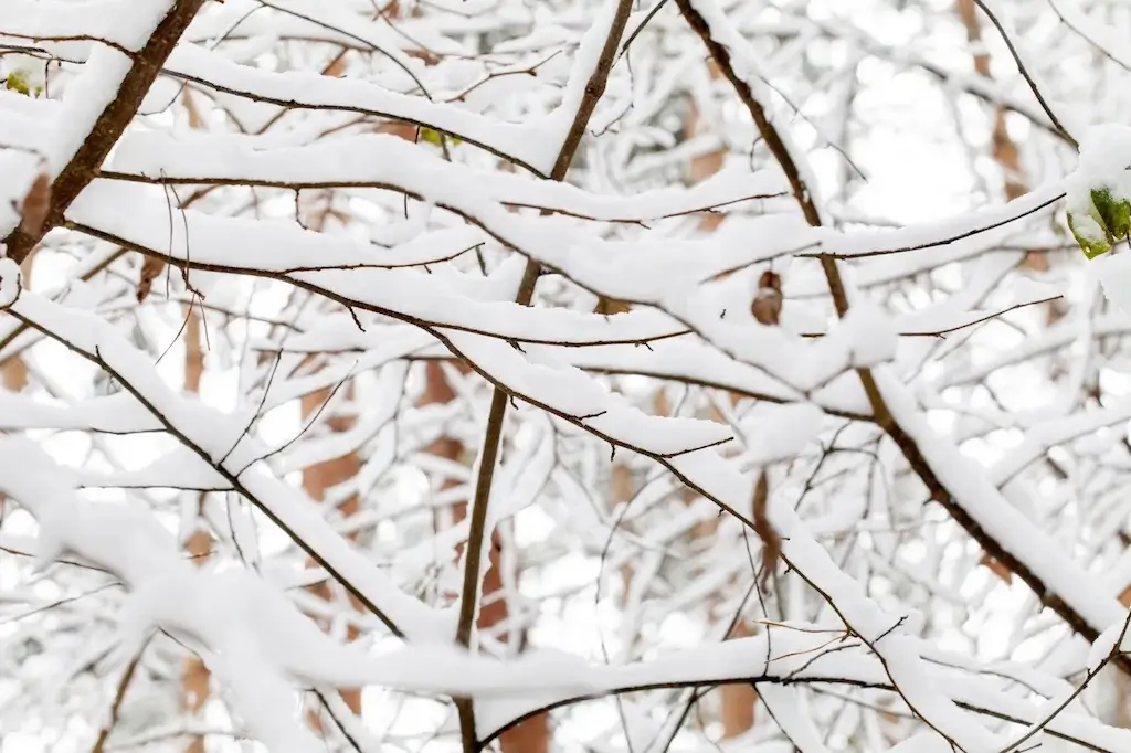 Snow-covered tree branches in a winter forest, illustrating the challenges trees face in cold weather and tips for how to protect trees in winter.