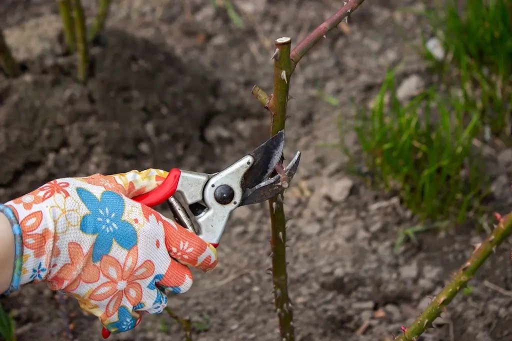 A gardener trimming a bare stem during winter pruning. This highlights how summer pruning vs winter pruning differs, with winter pruning focusing on removing dead wood and reshaping dormant plants.