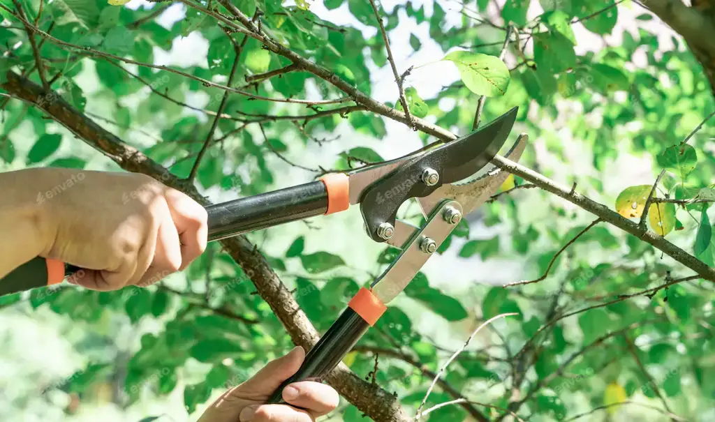A gardener working on leafy branches during summer pruning, conserving water and directing energy toward fruit and flowers. This highlights the purpose of summer pruning vs winter pruning.