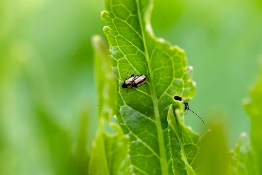 Close-up of pests damaging a leafy green plant, highlighting the need for timely pest control Westminster MD.