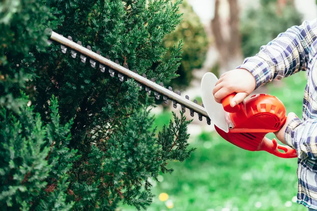 A person using an electric hedge trimmer on a green bush, demonstrating trimming vs pruning techniques.