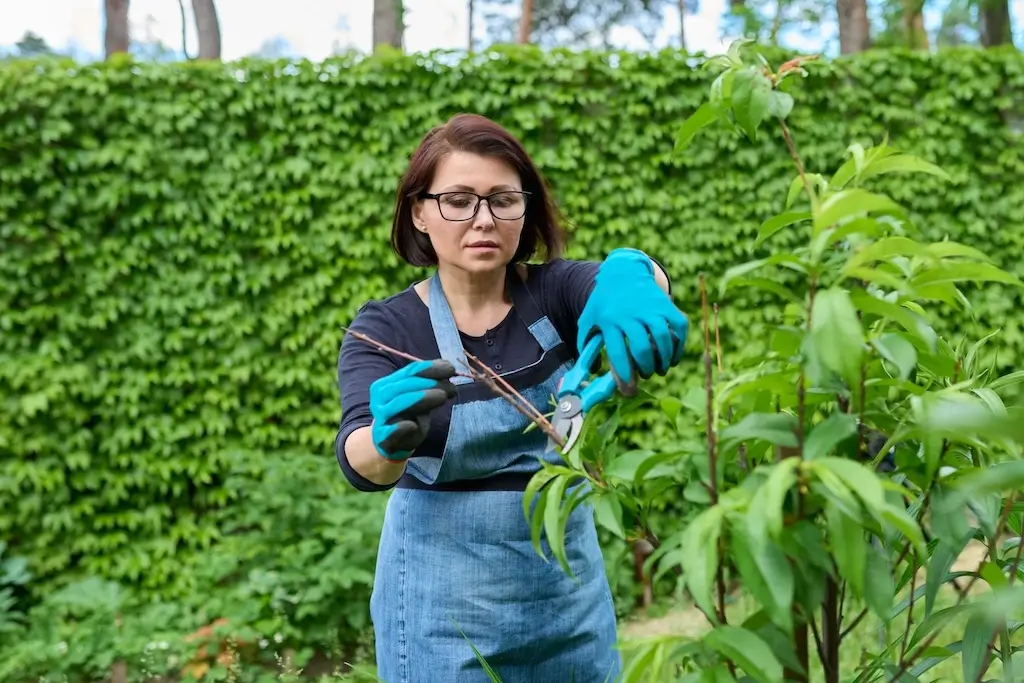 A woman wearing gloves and using pruning shears to cut branches from a tree, showing the impact of trimming vs pruning on plant health.