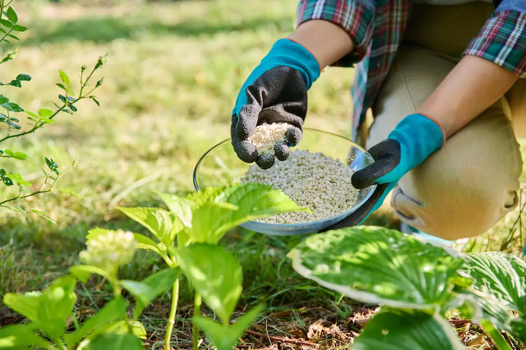 A gardener wearing gloves prepares to spread fertilizer, a key step in spring lawn care to boost grass growth.