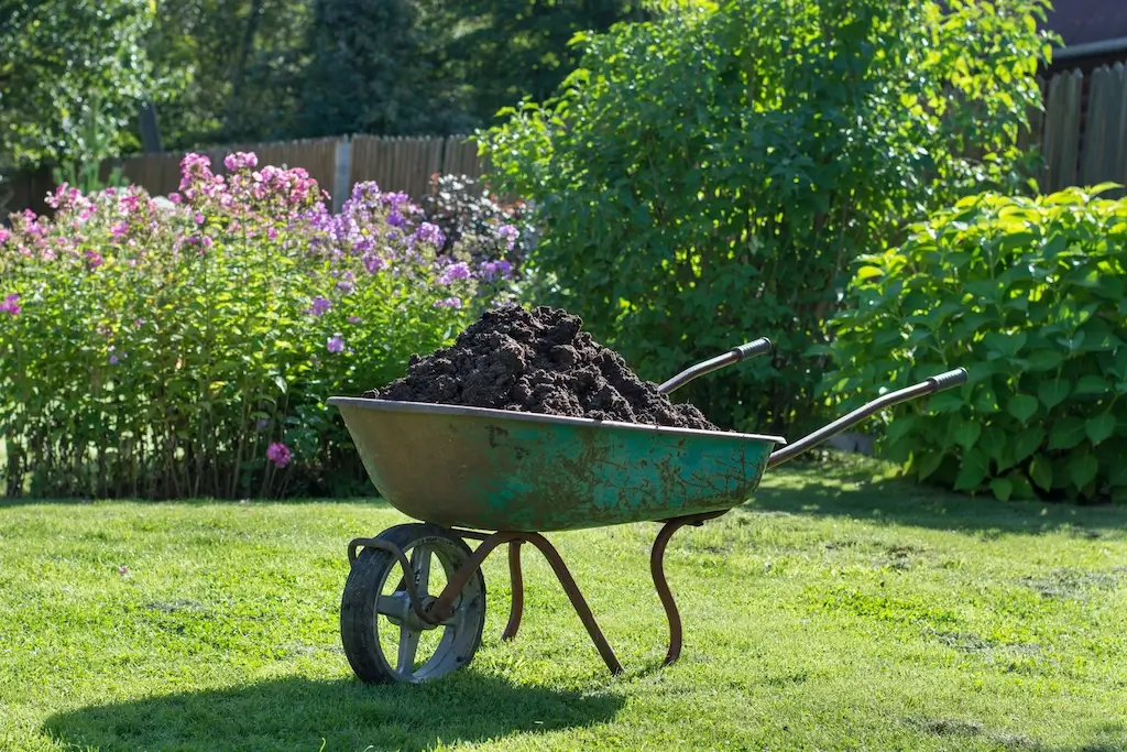 A rusty wheelbarrow filled with compost sits on a lush green lawn, ready for spring lawn care.