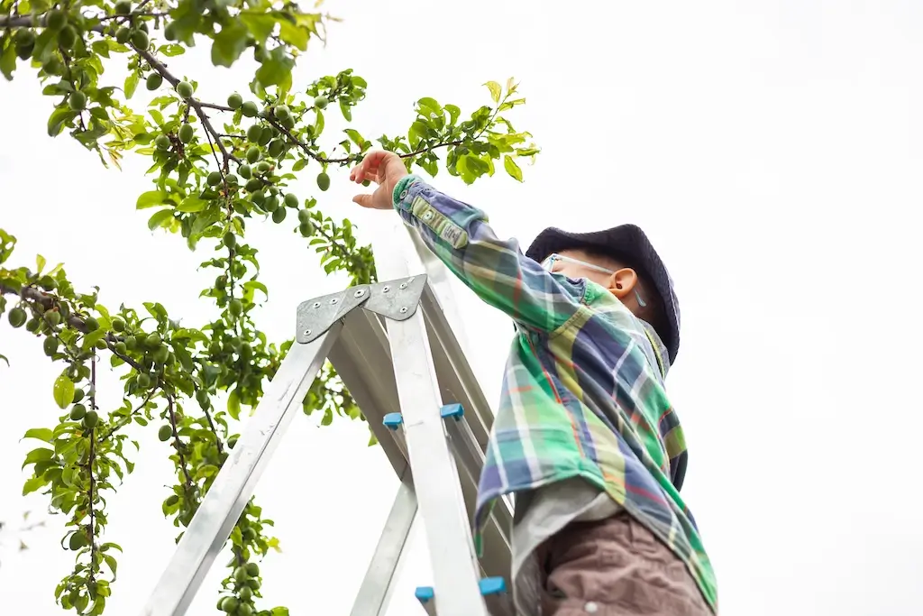 A child standing on a ladder picking unripe fruits from a tree, highlighting the risks of tree trimming without proper safety precautions.