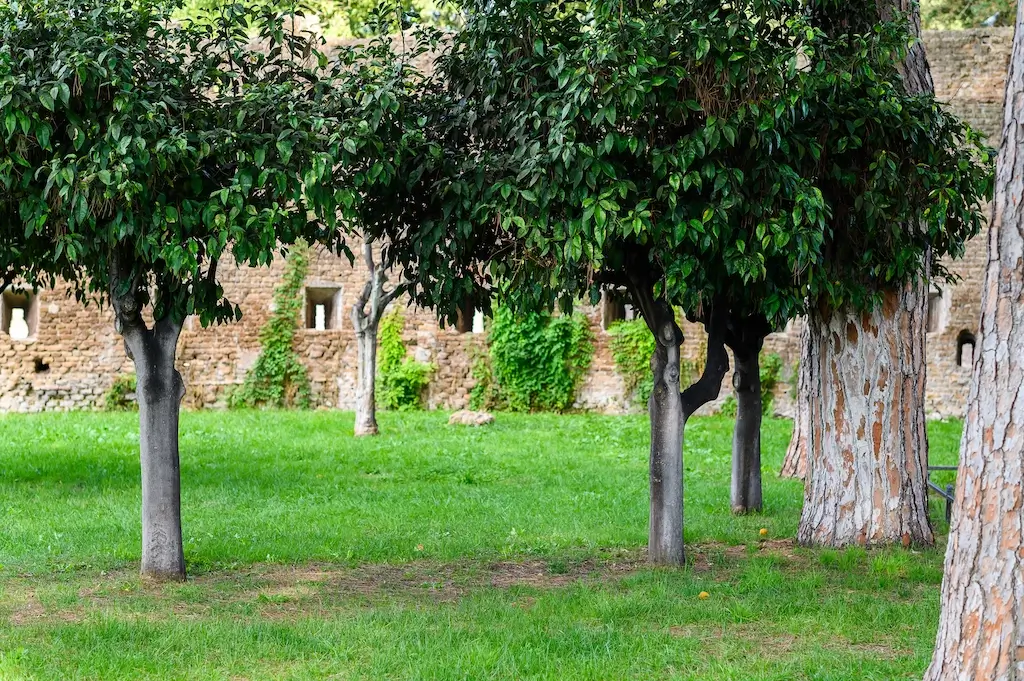 Well-maintained trees in a grassy area with a historic brick wall in the background. A great example of how proper care enhances tree health and appearance. Why is tree pruning important? It helps trees grow strong and look their best.