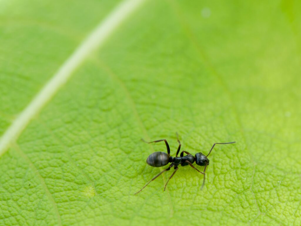 A single black ant crawling on a bright green leaf, highlighting species often involved when researching how to get rid of ants in your lawn.