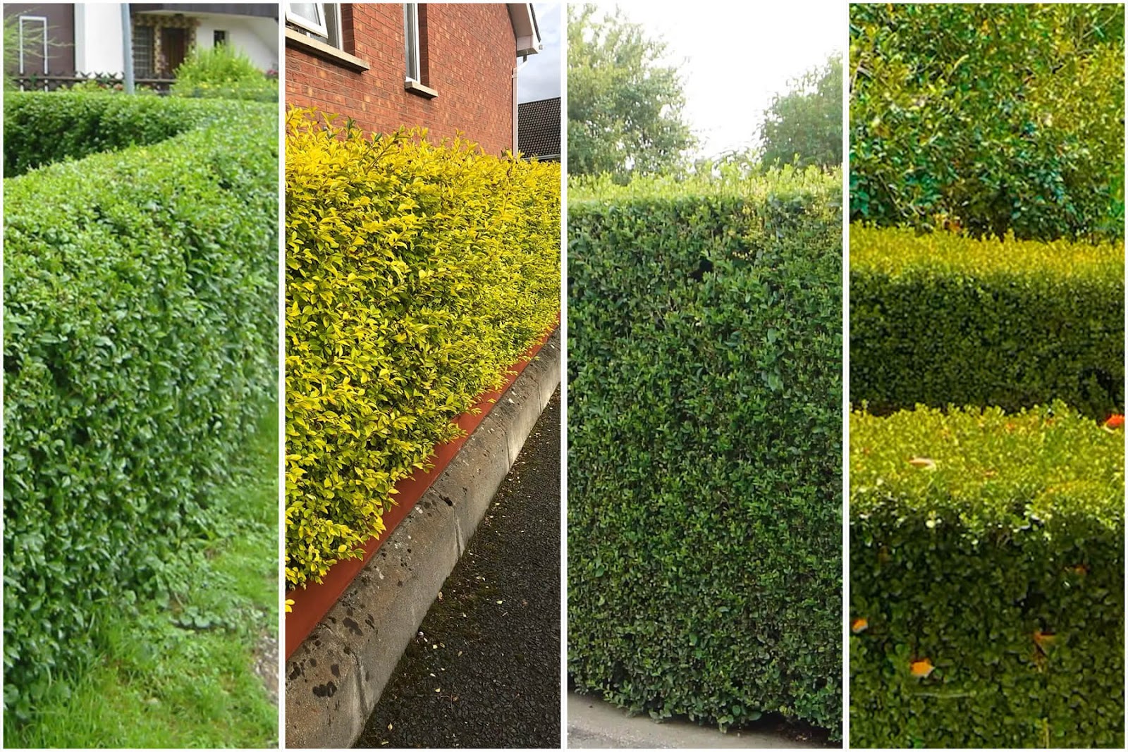 A collage of neatly trimmed privet hedges in various shades of green and gold, shaped into crisp, squared-off forms that line residential gardens and pathways. These dense, fast-growing shrubs exemplify what kind of shrubs you can shape into formal borders or privacy screens, with privet offering both versatility and ease of maintenance for structured landscape design.
