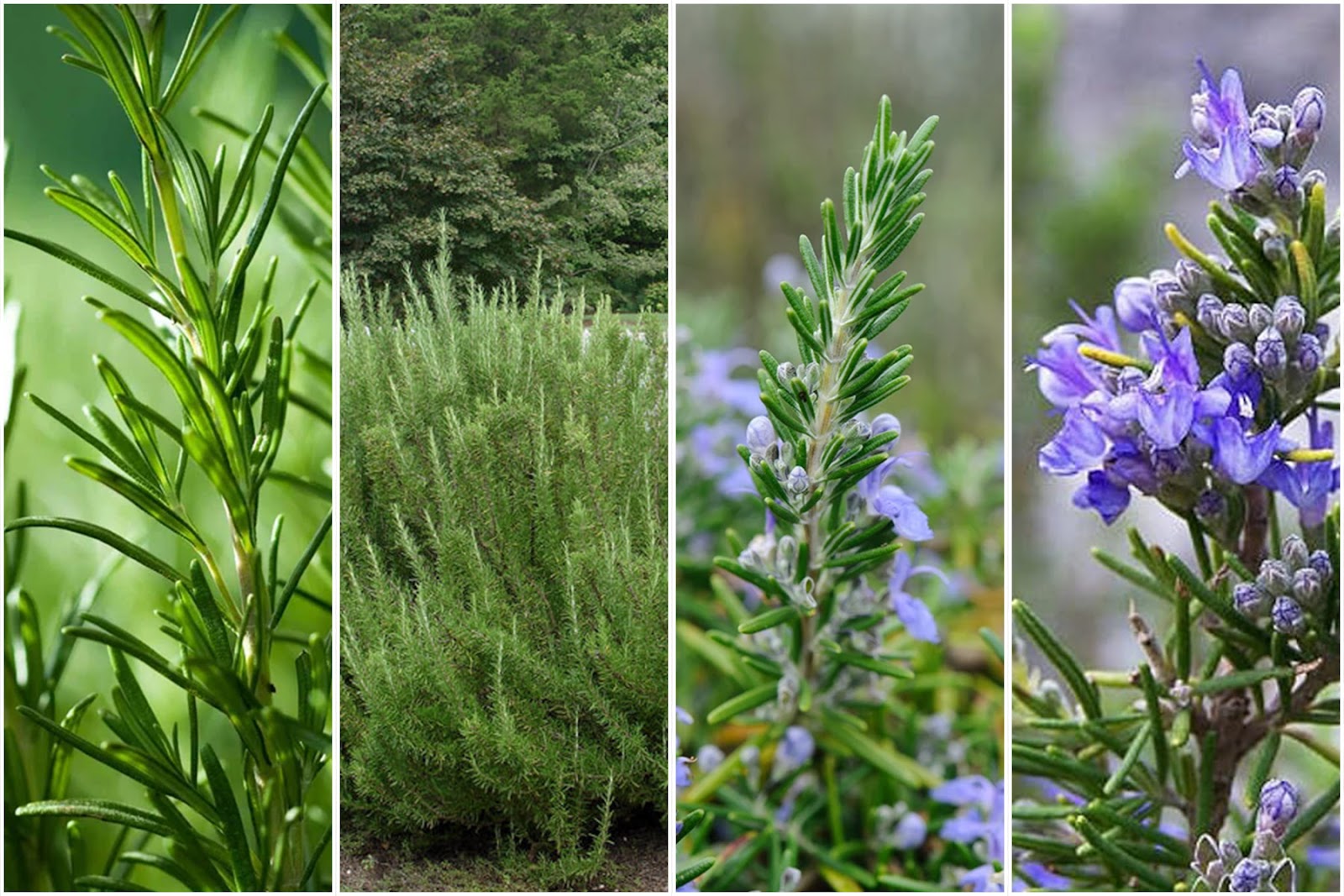 A collage of rosemary shrubs in various stages of growth, from slender upright sprigs to dense, bushy forms and flowering spikes with soft purple blooms. These fragrant herbs illustrate what kind of shrubs you can shape into compact hedges, container accents, or edible borders, blending culinary function with ornamental appeal in Mediterranean-style or herb-focused gardens.