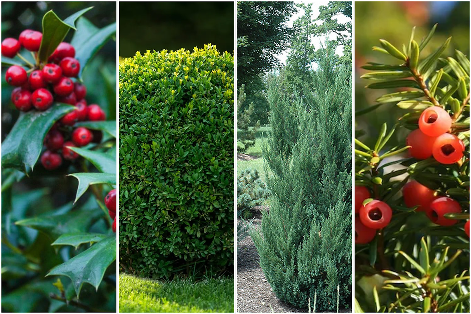 A collage of evergreen shrubs featuring glossy red-berried holly, neatly trimmed boxwood, tall columnar juniper, and fruiting yew, showcasing year-round greenery and structure, ideal for planning when is the best time to trim shrubs for long-lasting curb appeal.