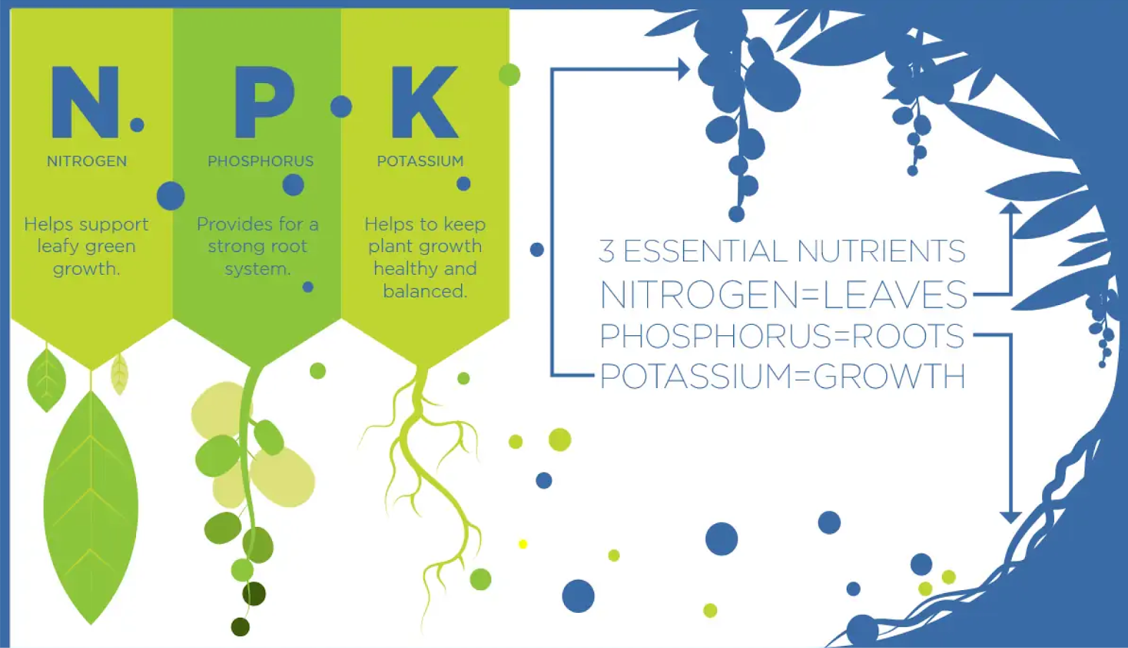 Illustrated infographic explaining the N-P-K formula (Nitrogen, Phosphorus, and Potassium), as the three essential nutrients in fertilizer. Nitrogen supports leaf growth, phosphorus strengthens roots, and potassium promotes overall plant health, offering vital insight for lawn care tips for beginners.