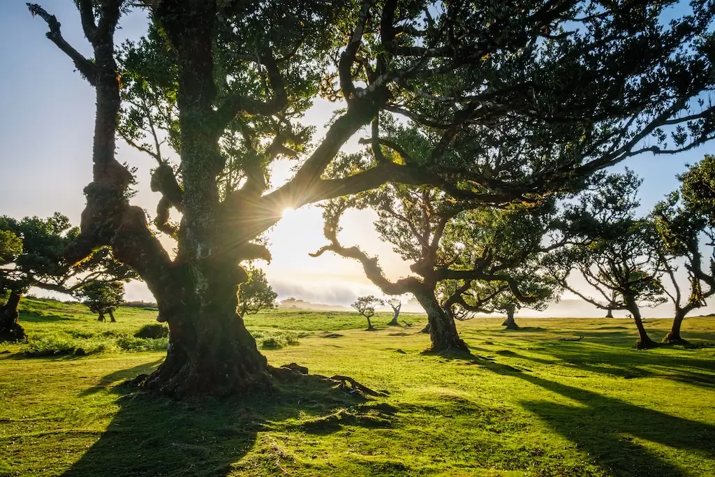 Wide-angle view of mature trees with twisted limbs and thick canopy — highlights natural variation in growth that should not be mistaken when learning how to identify tree diseases.