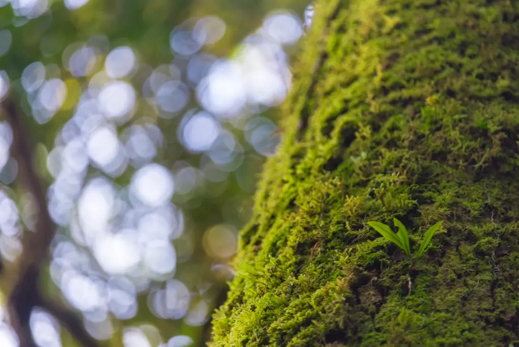 Moss-covered tree bark in a forest — a visual that people often confuse with symptoms when trying to learn how to identify tree diseases.