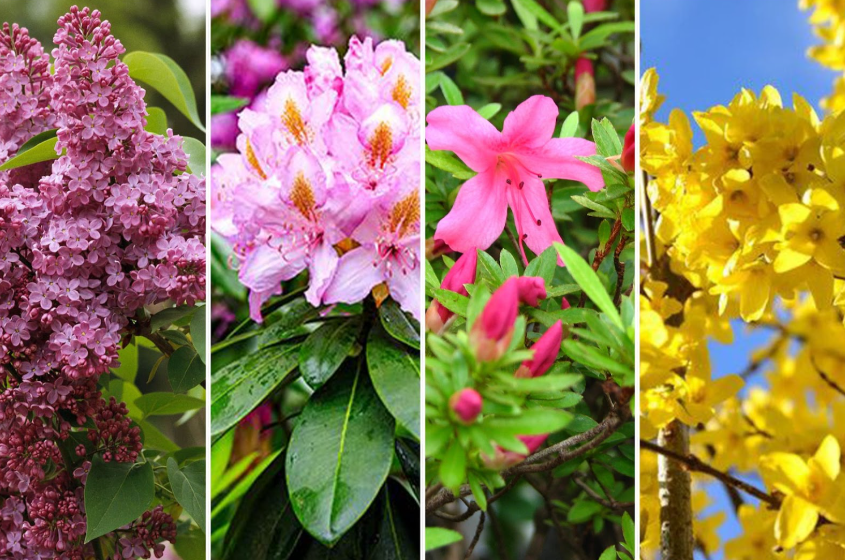 Four vibrant spring-blooming shrubs, which are lilac, rhododendron, azalea, and forsythia, display their colorful blossoms in a side-by-side collage, highlighting their peak beauty and serving as a visual guide for when is the best time to trim shrubs for optimal seasonal growth.