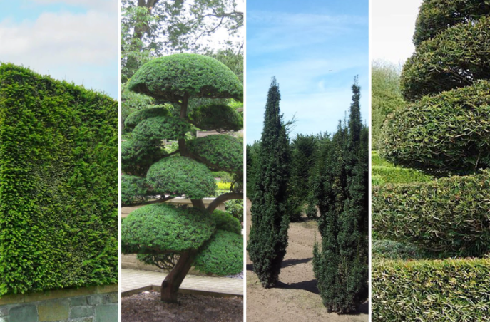 A visual showcase of yew shrubs expertly shaped into a variety of sculptural forms, including tall vertical spires, cloud-like layers, dense pyramids, and towering green walls. This collage demonstrates what kind of shrubs you can shape for dramatic garden architecture, with yew highlighted for its dense foliage and ability to hold precise, artistic forms ideal for topiary and structured landscape designs.
