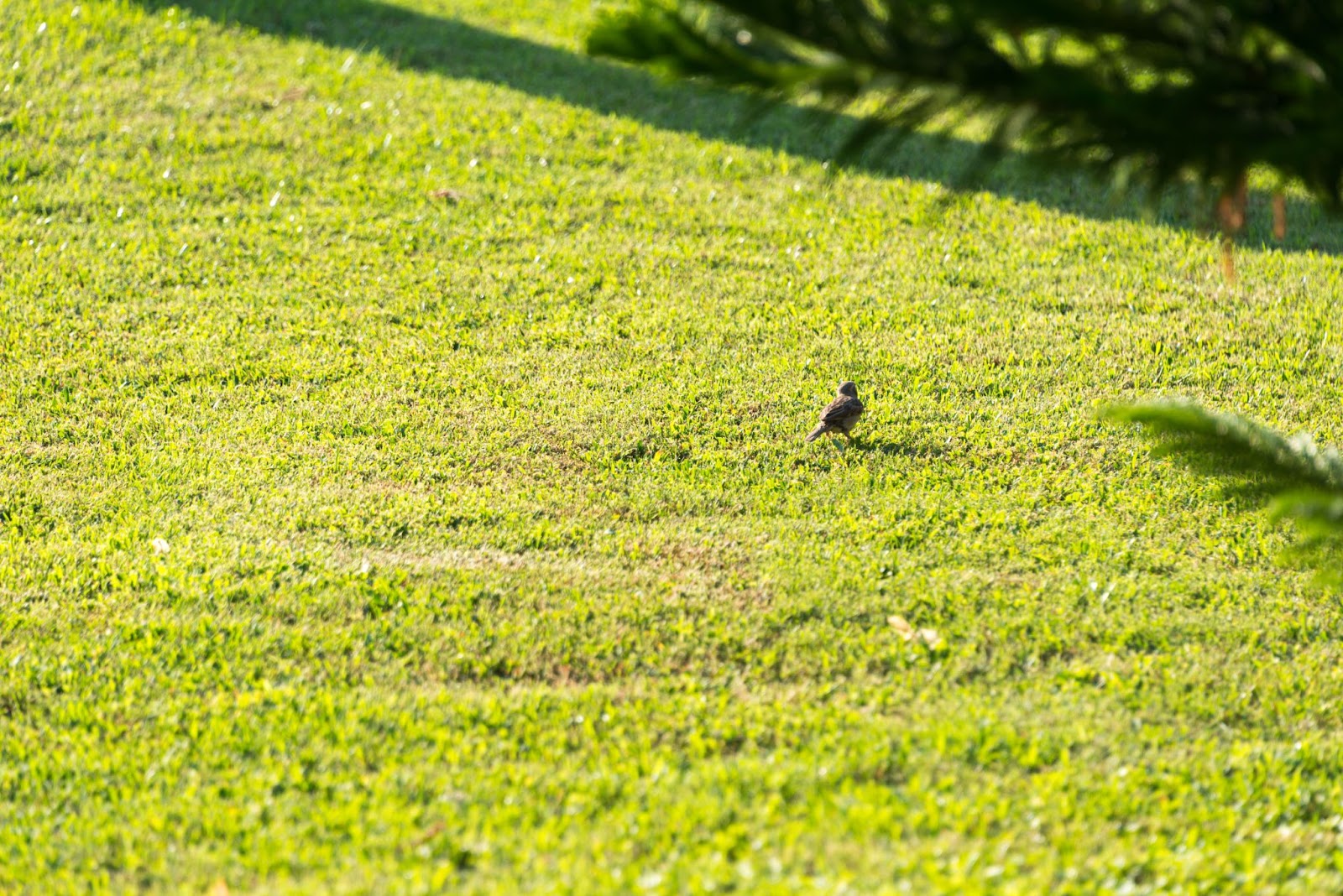 Small bird perched on a lush green lawn under sunlight, suggesting a healthy yard resulting from comprehensive summer lawn treatment and eco-friendly care.