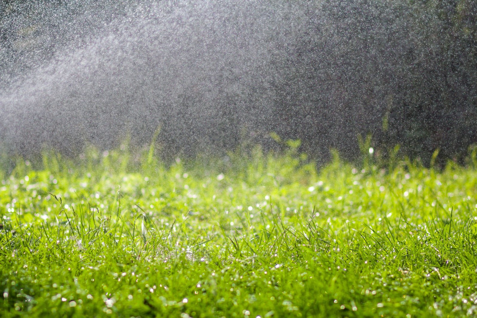 Automatic sprinkler spraying a fine mist over vibrant grass, capturing the irrigation aspect of a summer lawn treatment schedule for maintaining moisture and vitality.